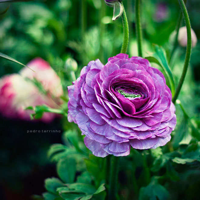 beatiful-dream-colorful-pedro-terrinha-photography